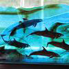 Porpoises 2010