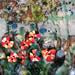 Kelly Crosser Alge