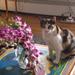 Glass Calico