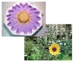 Summer Sunflower