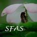 SFAScards