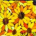 LUELTONs Designs