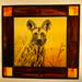 Illumination Creations