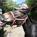Mule Rider