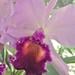 The Orchid Lady