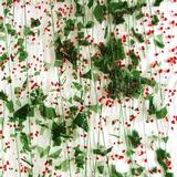 16 x 20 Bullseye Fracture Streamers Holly Berry on Clear - 90 COE