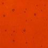 10 x 16 Bullseye Sunset Coral Transparent Striker Double Rolled - 90 COE