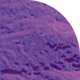1/4 Sheet Purple On Thin Black - 96 COE