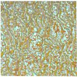 4 x 4 Green / Magenta Blue on Clear Granite Ripple - 96 COE