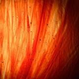 10 x 16 Wissmach Papaya Transparent Streaky
