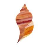 Conch Shell Pre-Cut - 90 COE