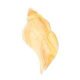 Conch Shell Pre-Cut - 96 COE
