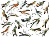 Hummingbirds Color Enamel Decals