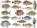 Fish Color Enamel Decals