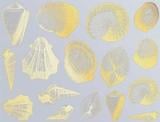 Seashells Gold Enamel Decals