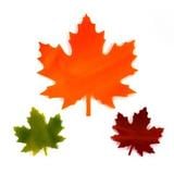 Maple Leaves Pre-Cut Assortment 3 Pack - 96 COE