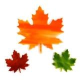Maple Leaves Pre-Cut Assortment 3 Pack - 90 COE