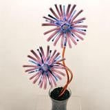 Adorable Asters