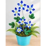 Columbine Flowers