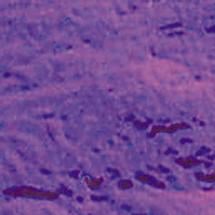 Purple On Thin Clear - 90 COE
