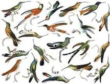 Hummingbirds Color Enamel Decals