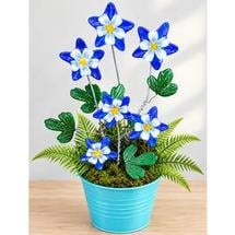 Columbine Flowers