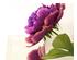 144372_2 thumbnail image