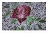 186631_5 thumbnail image