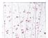 192854_6 thumbnail image