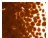 205812_2 thumbnail image