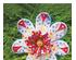 212453_8 thumbnail image