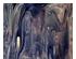 215738_1 thumbnail image