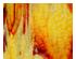 217514_5 thumbnail image