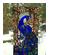 218293_6 thumbnail image