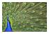 218293_7 thumbnail image