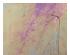 218977_1 thumbnail image
