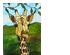 223769_3 thumbnail image