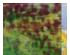 230732_2 thumbnail image