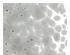233894_1 thumbnail image