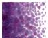 233895_1 thumbnail image