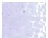 233896_1 thumbnail image