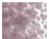 234136_1 thumbnail image