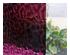 235154_3 thumbnail image