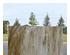 238348_5 thumbnail image
