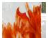 238992_5 thumbnail image