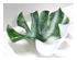 239542_6 thumbnail image