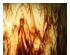 239641_4 thumbnail image