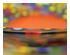 239722_5 thumbnail image