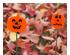 240850_4 thumbnail image