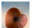 240852_7 thumbnail image